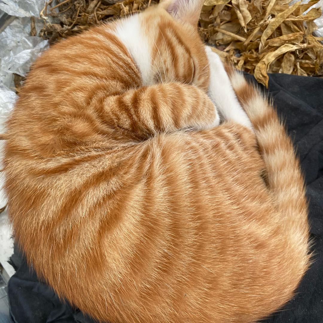 mugen