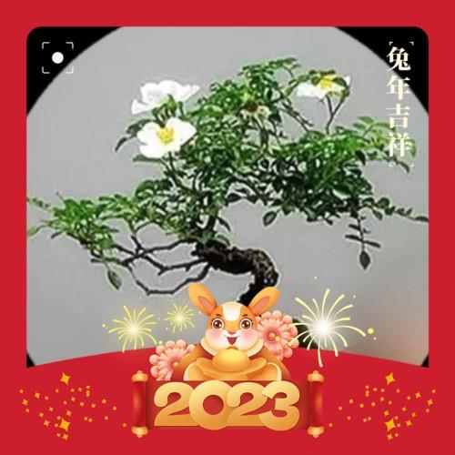 幸福人生&
