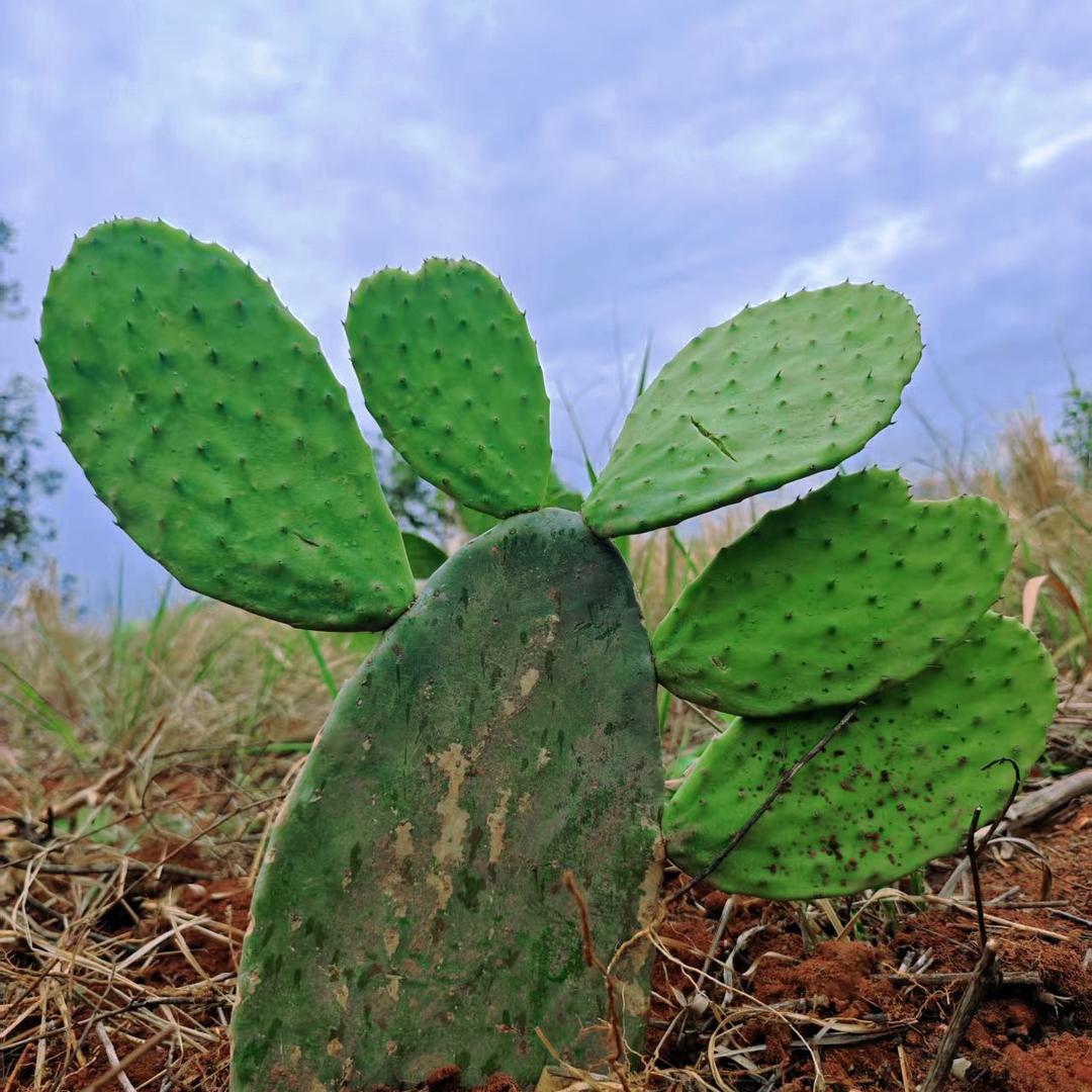 抚仙湖仙人掌种植基地 （十  七）