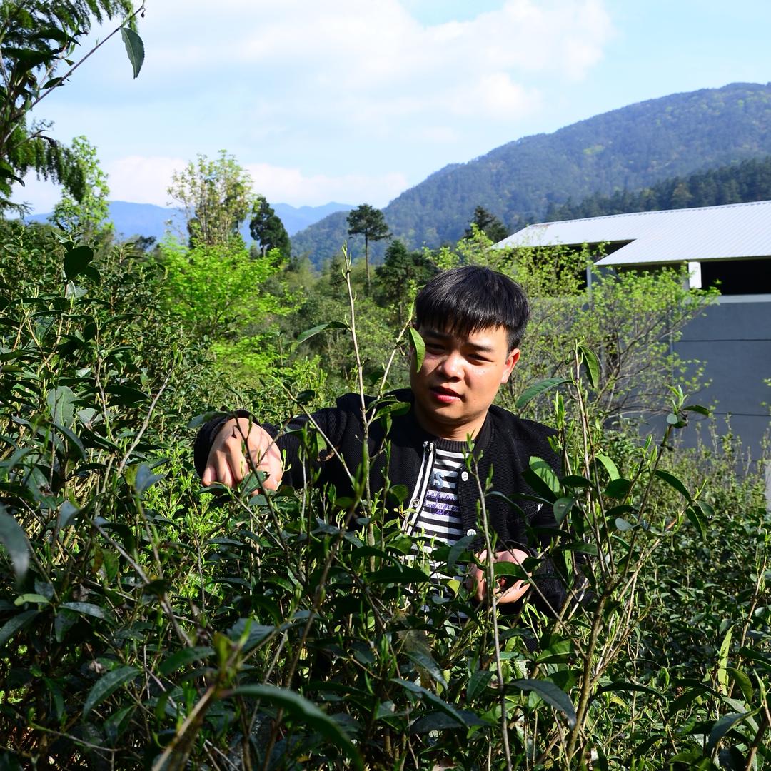 桐木关茶农,红茶批发