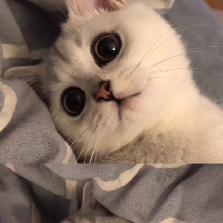 绿伊琴