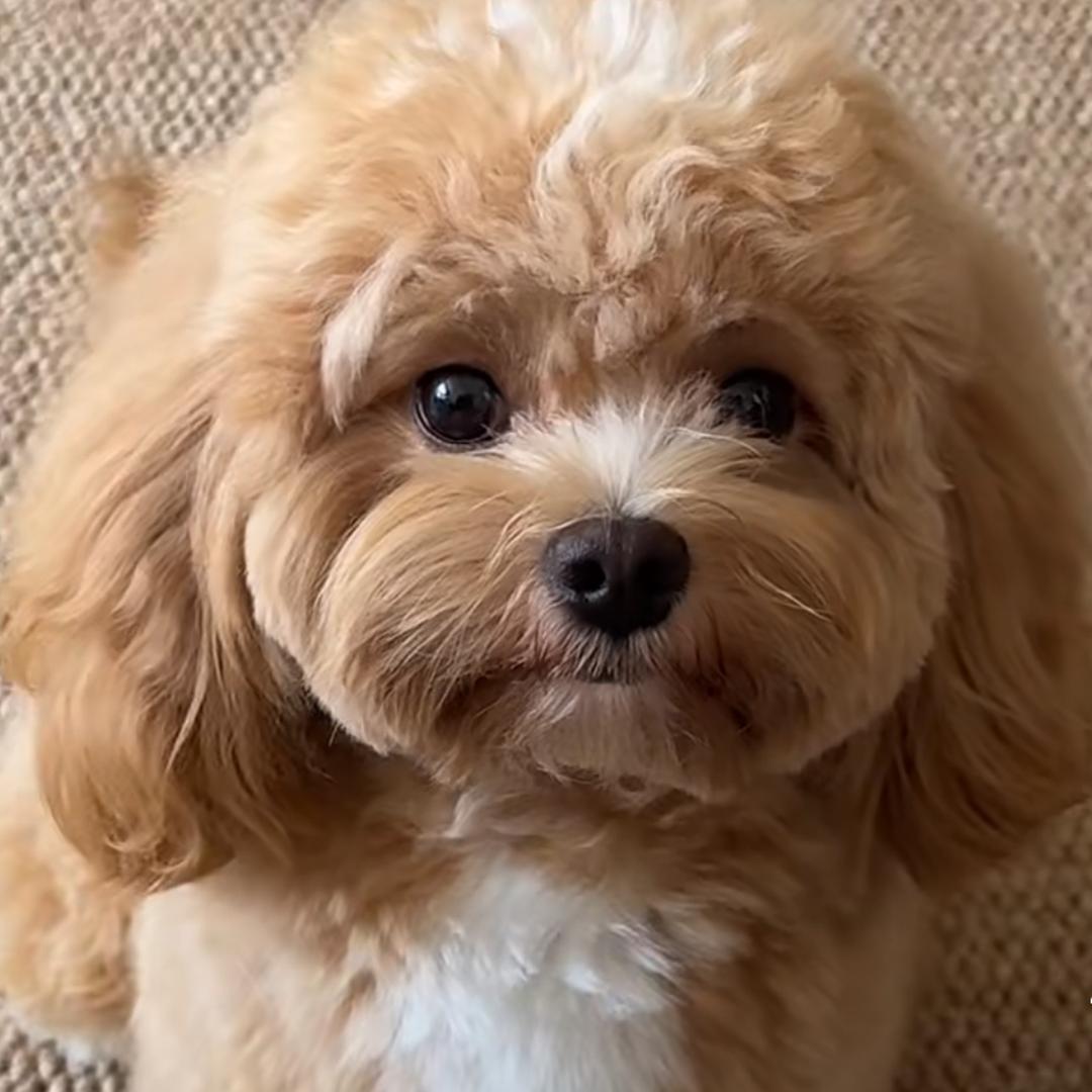 毛孩子的省钱橱窗