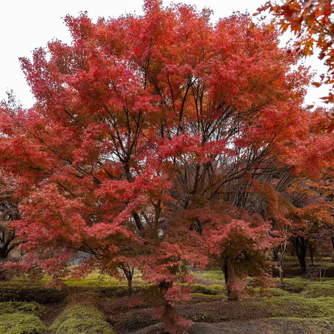 红枫杜鹃花卉园艺