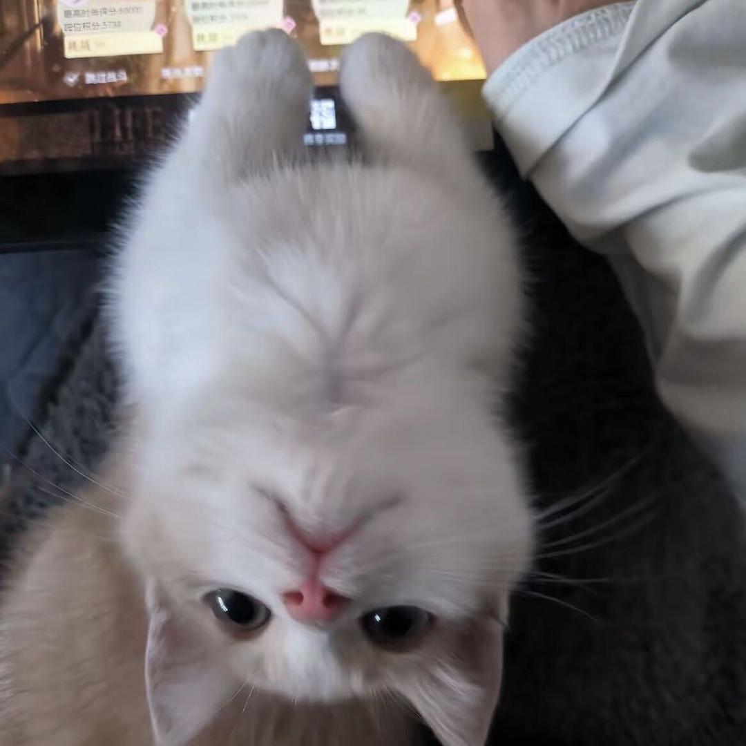 睡觉小羊