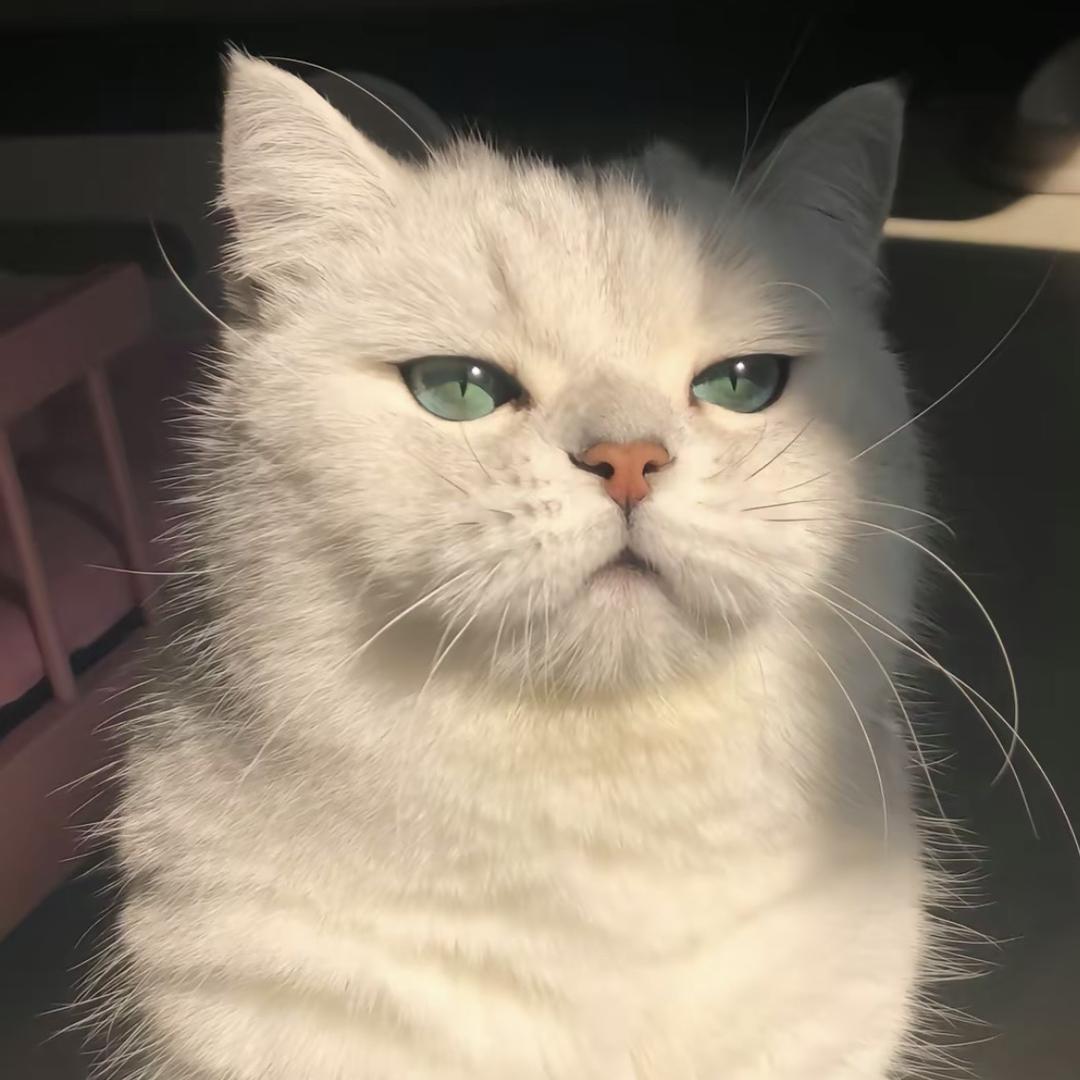 猫猫桃桃