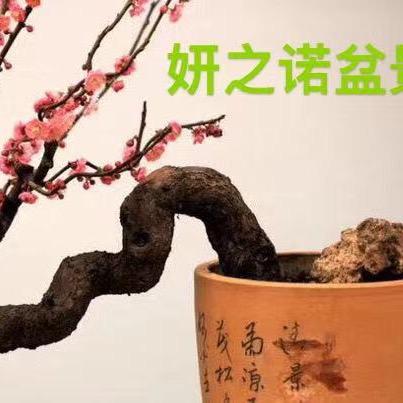 妍之诺盆景花卉