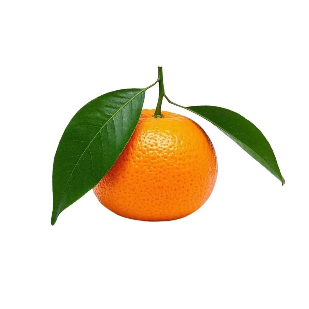 小野菊菊