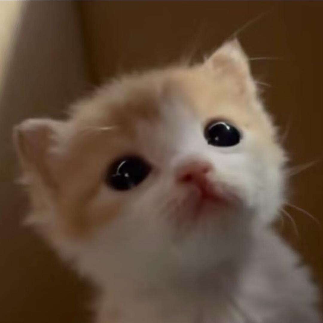 飞飞诗鱼