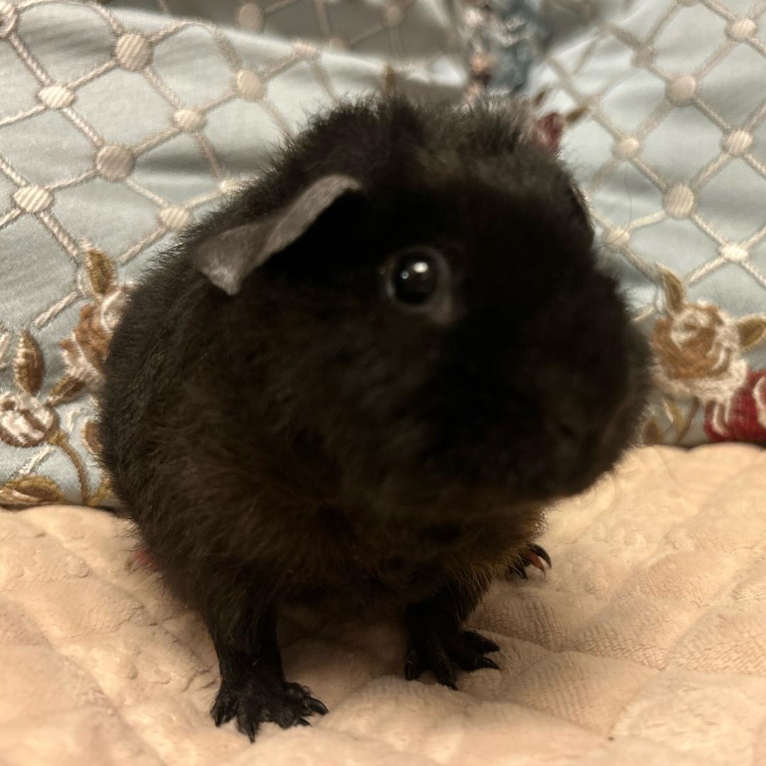 双猪驾到（图图&奥利奥）