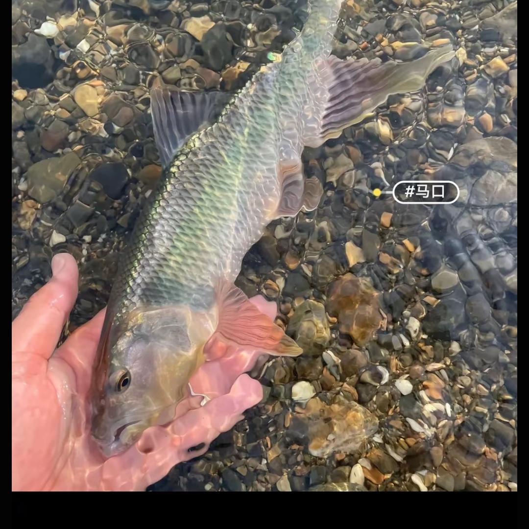 彬大侠🐬
