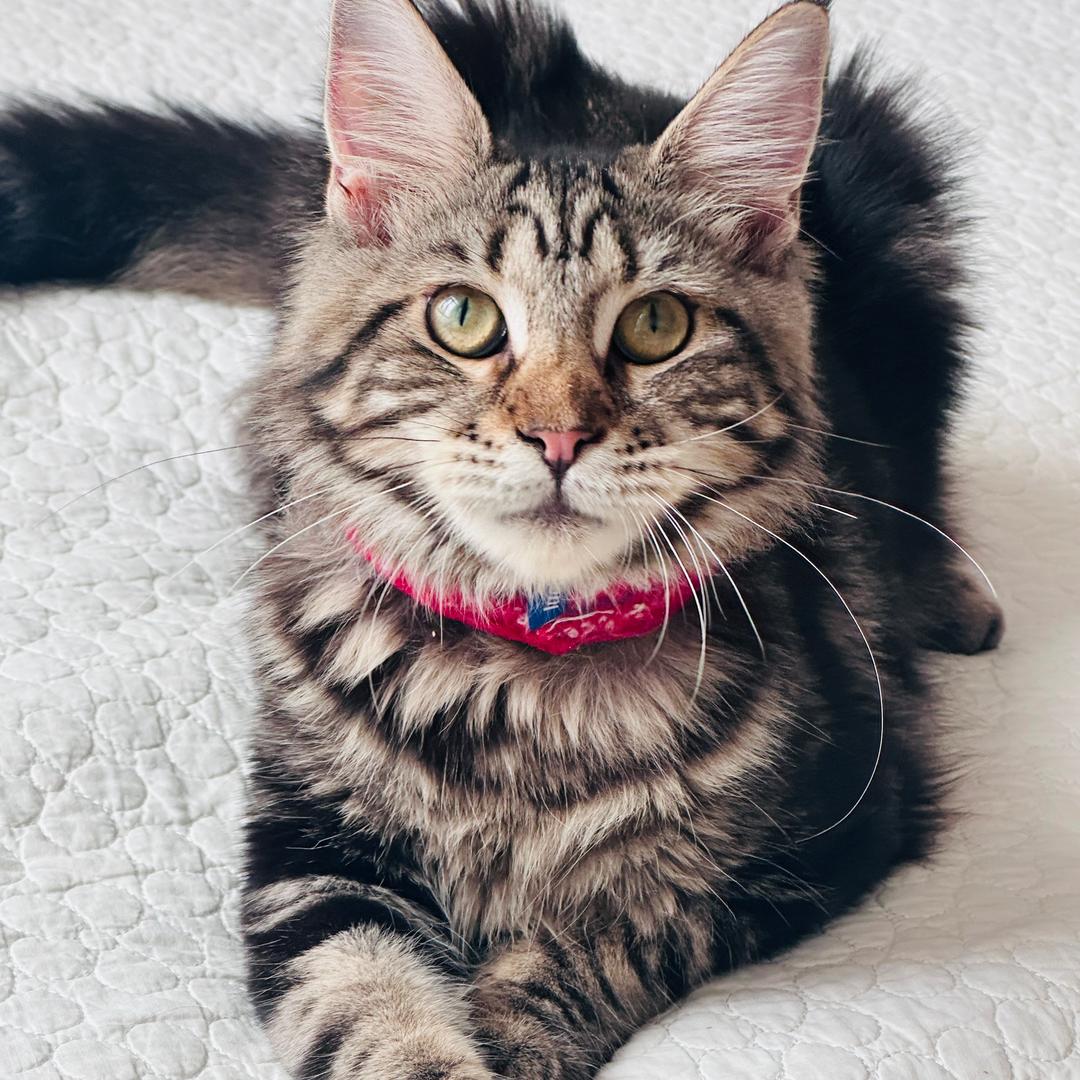 鱼线是只猫🐱