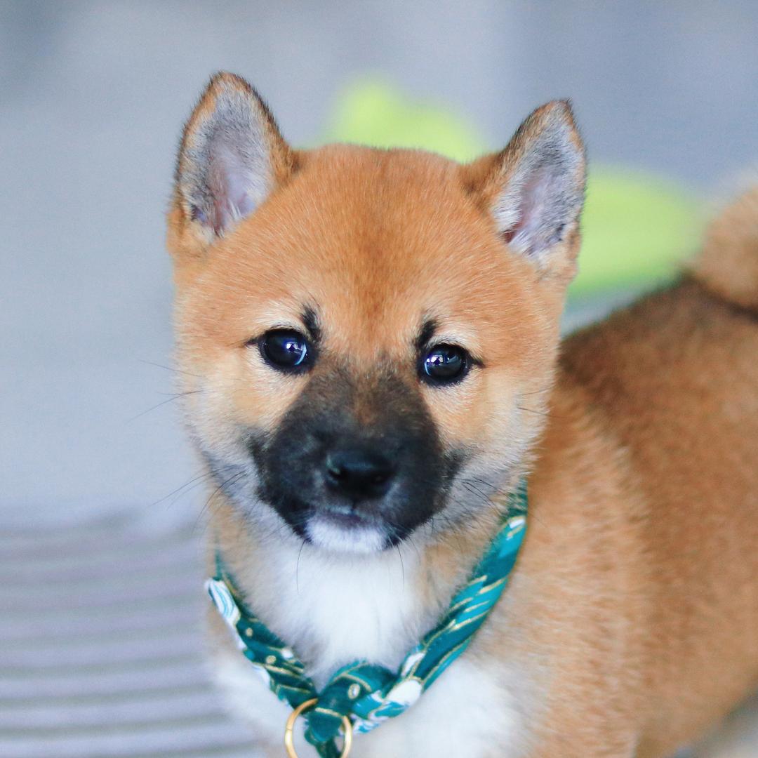 遛遛大顺（柴犬）