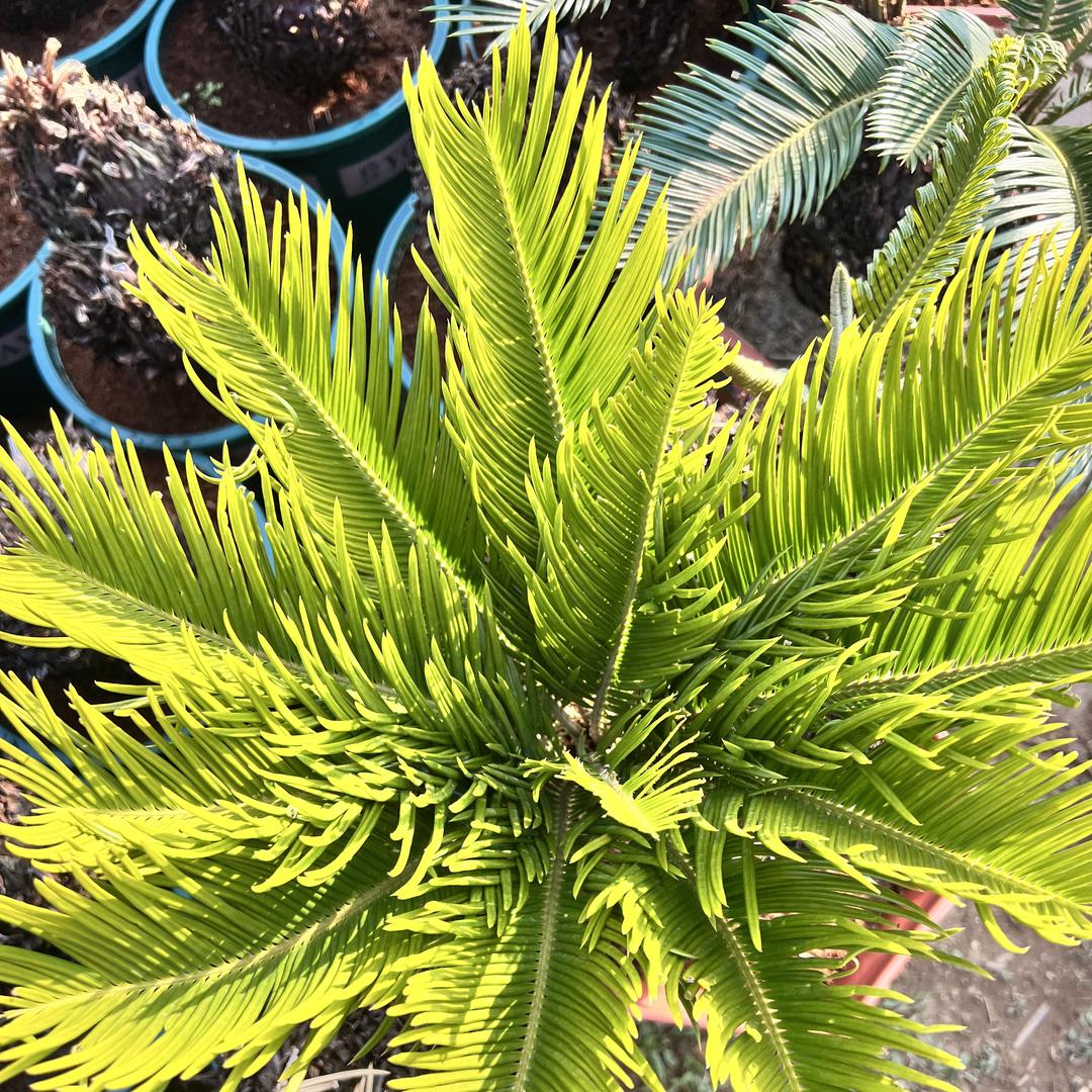 广东绿植基地供应链