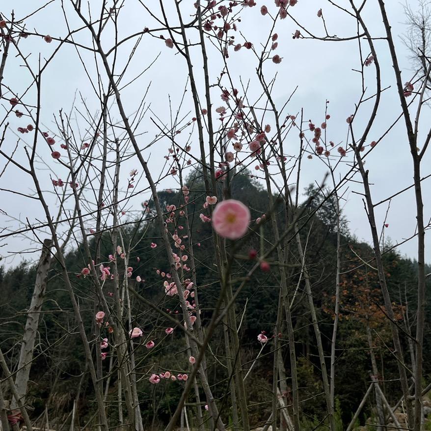 湖山农民👩‍🌾