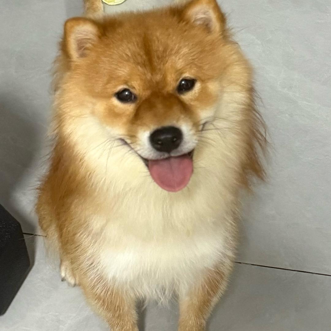 敢崽不敢头像