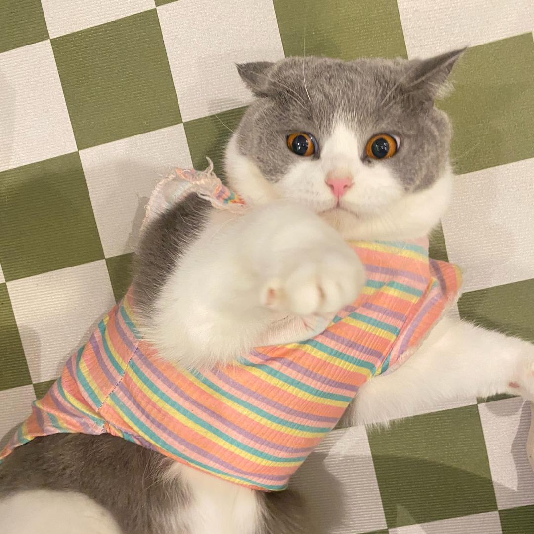糯糯是只猫