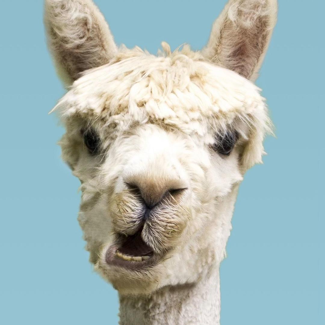 羊驼🦙