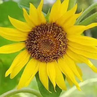 玲珑🌻