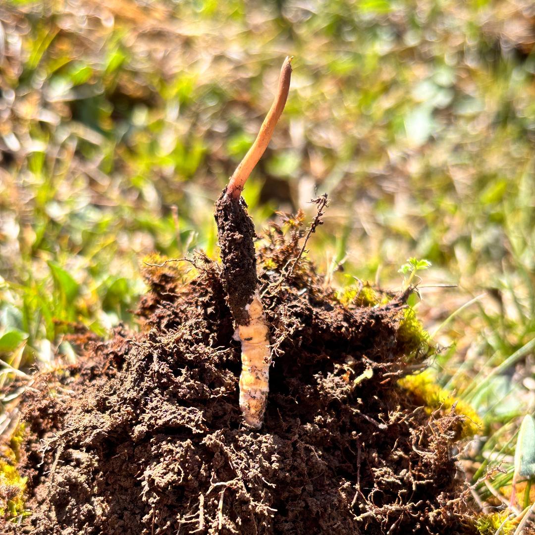 七公子 虫草商🐛