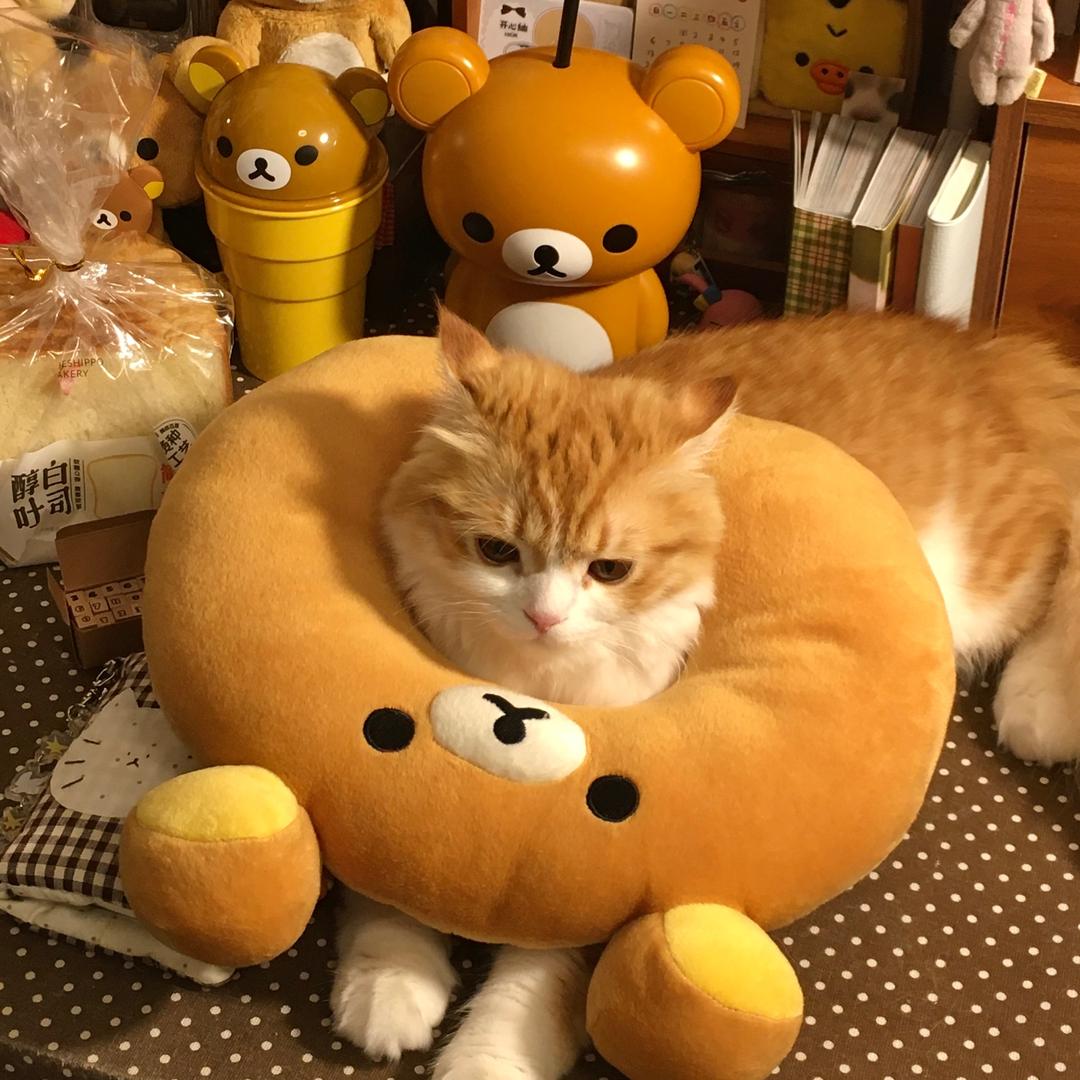 什么小猫星:D