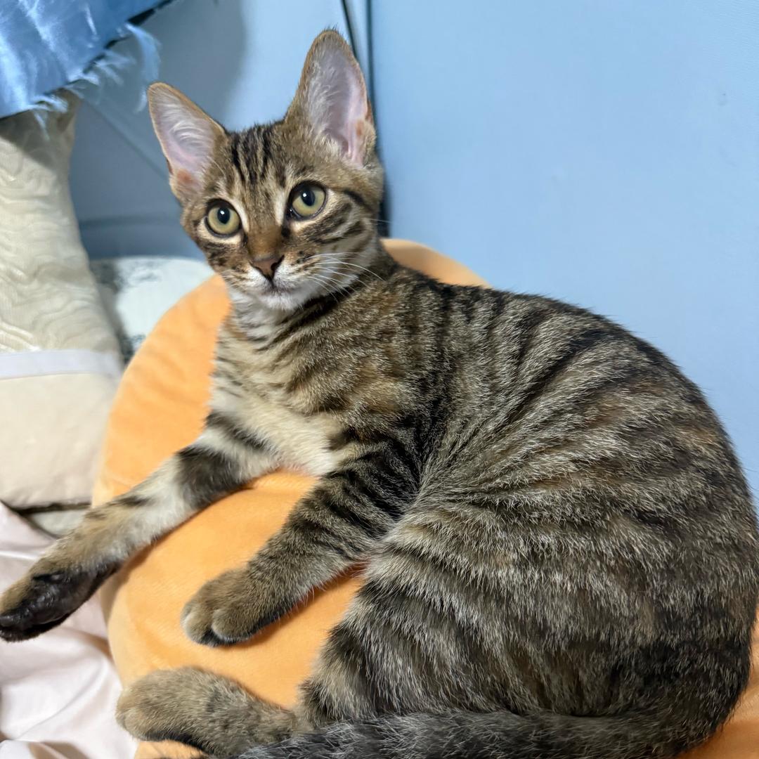 两个乖宝🐈
