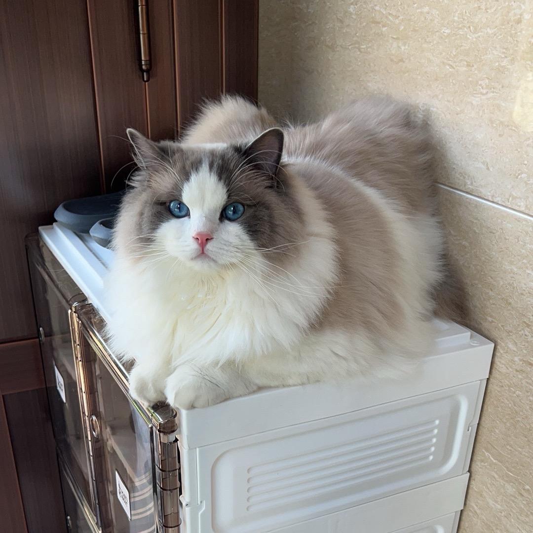 来福公子是个布偶猫