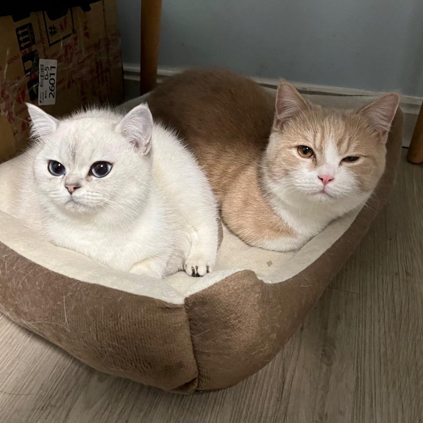 男朋友（西子奋斗版铁衣）