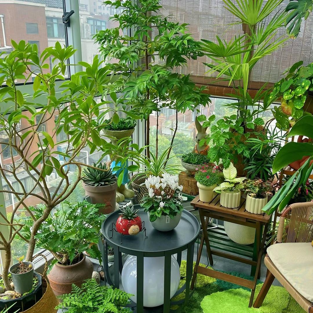 ♥️菜菜庄园♥️