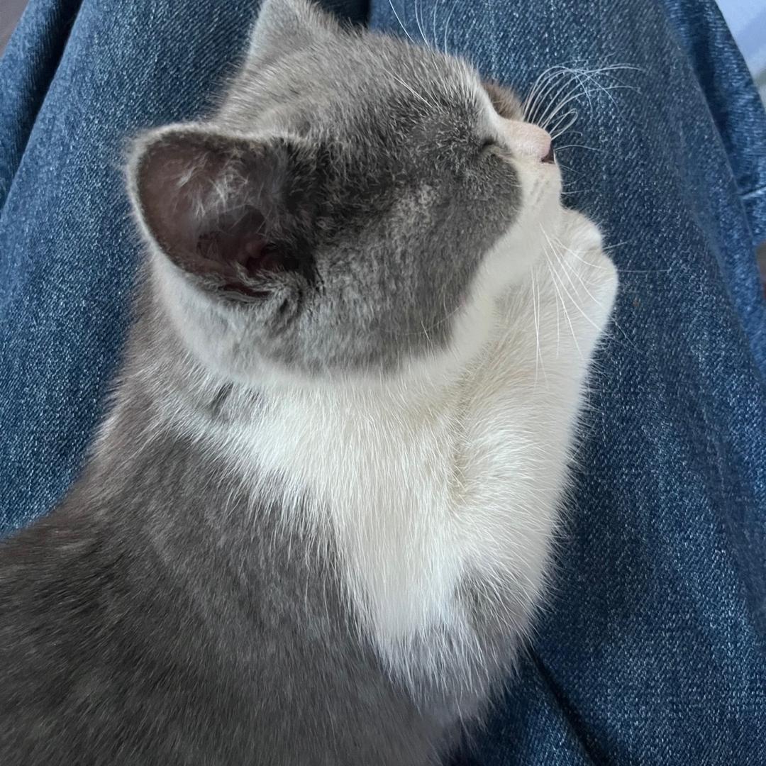 喵酱🐈