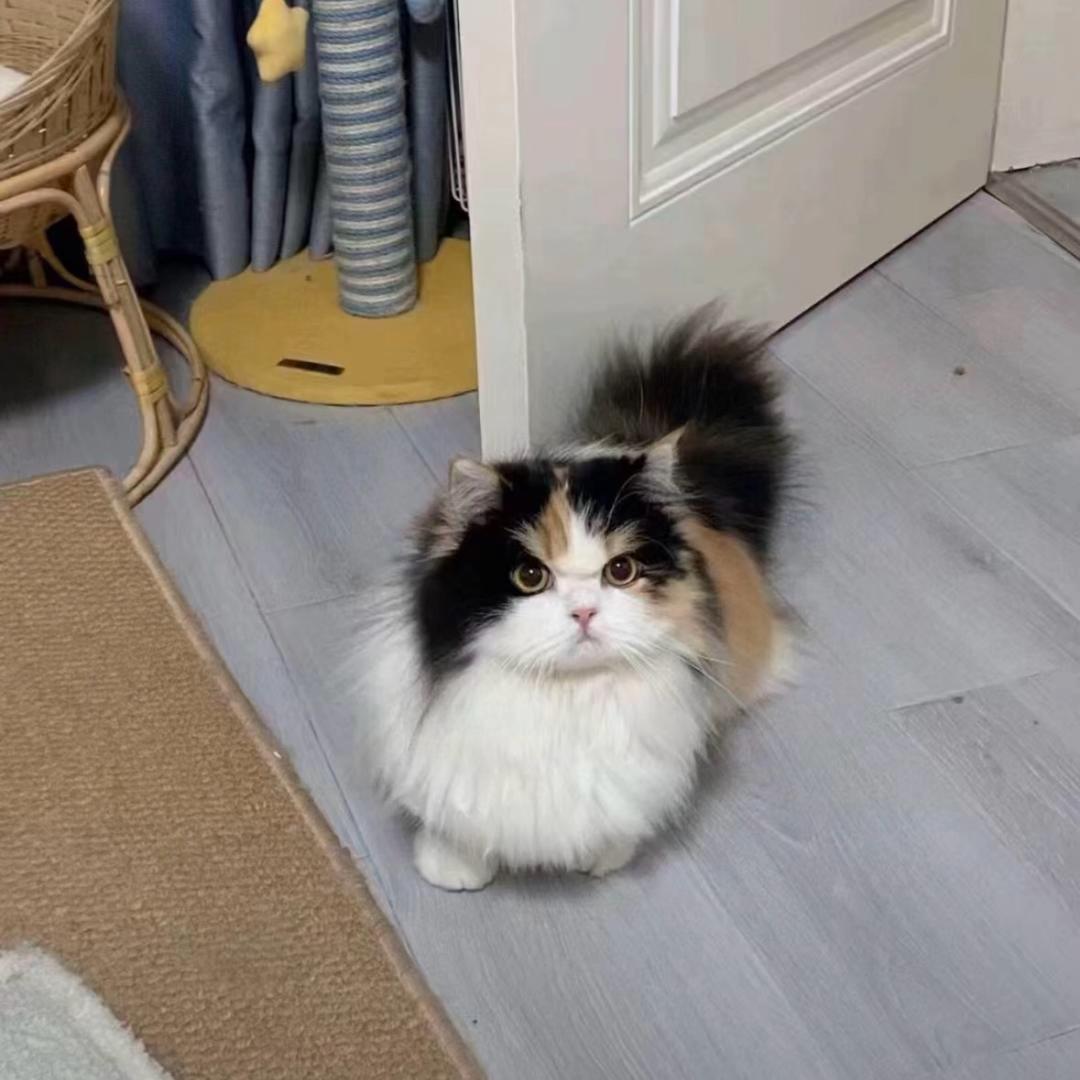 ꒰ঌ 恋冬໒꒱