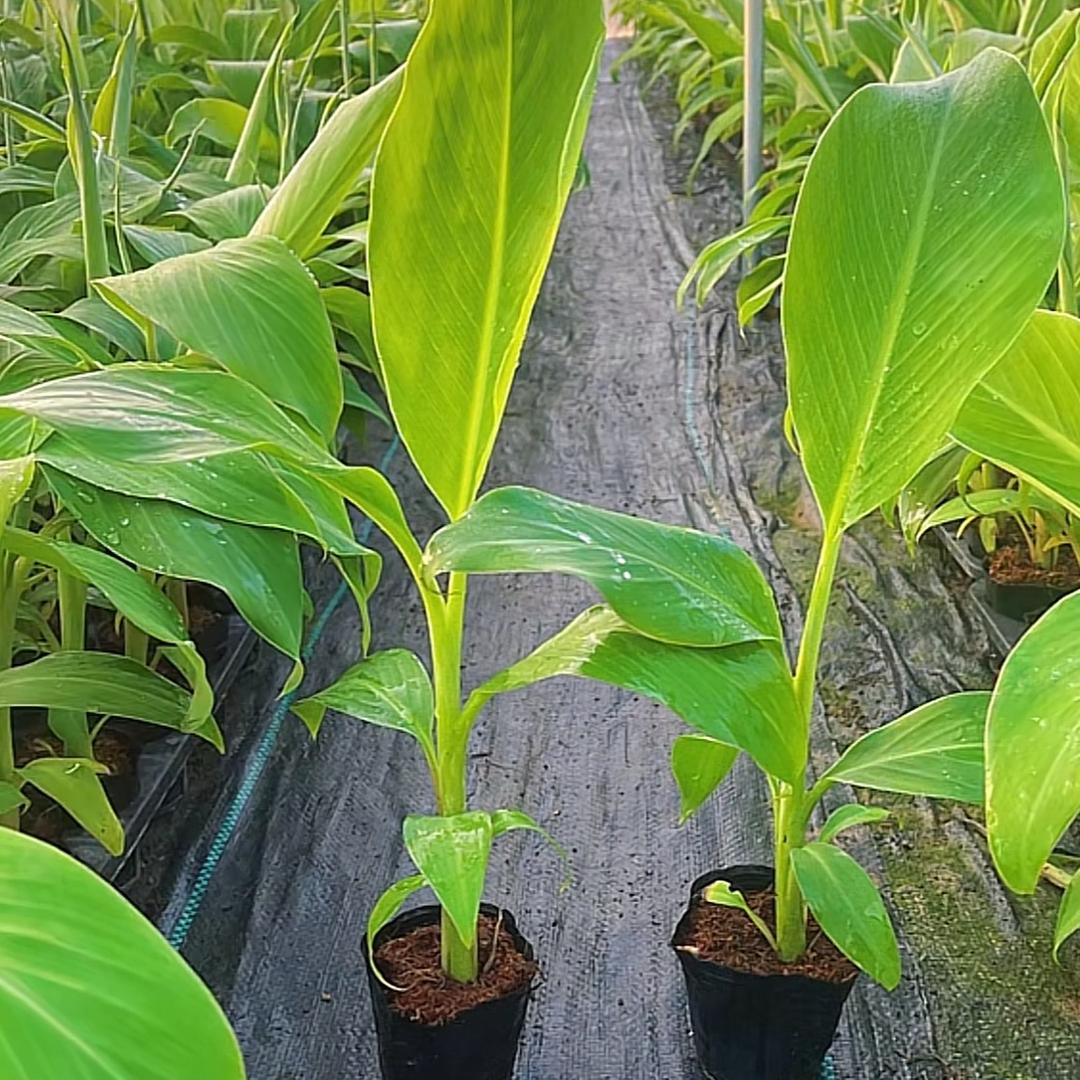 青阳嘉木果苗（批发零售香蕉苗）