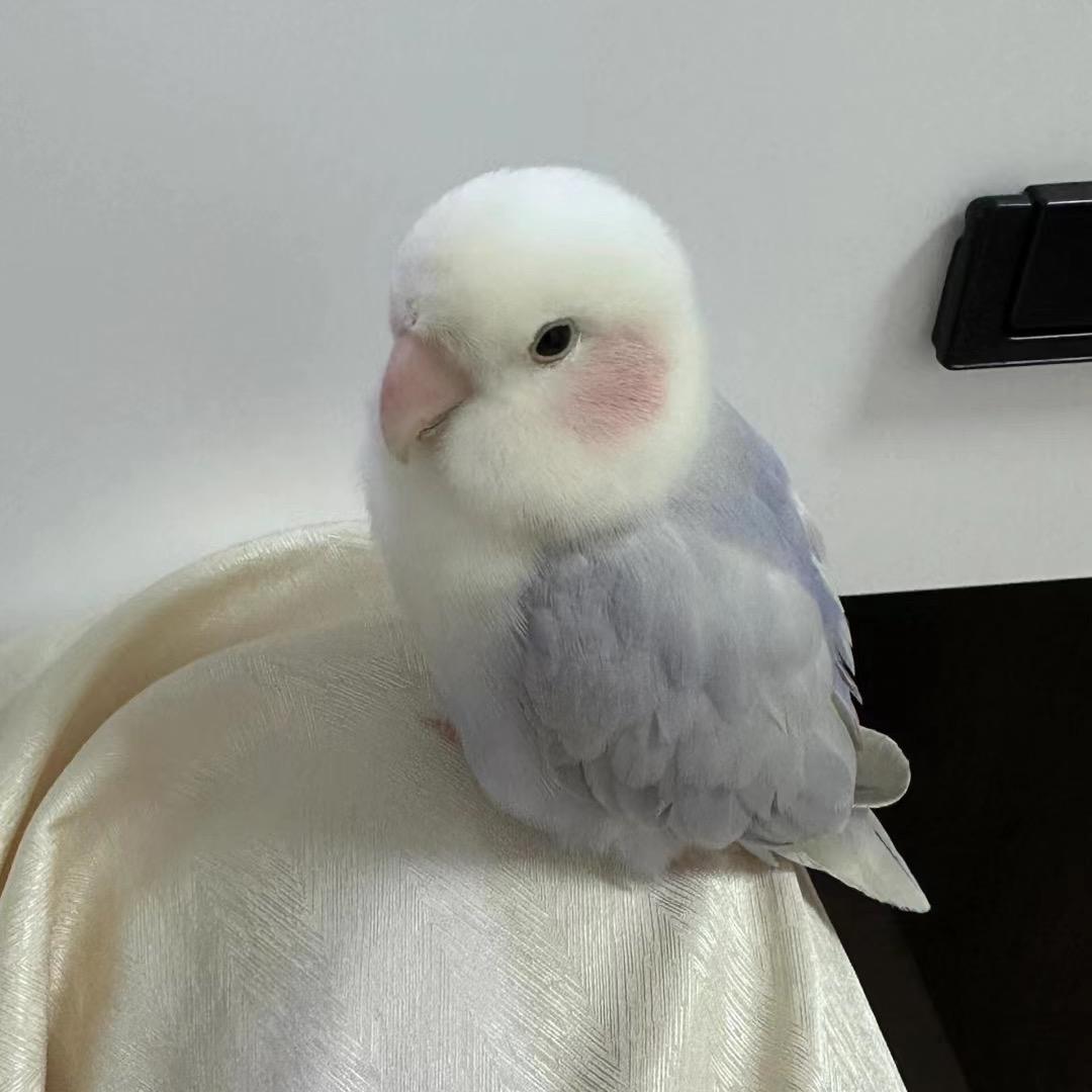 叮咚家电
