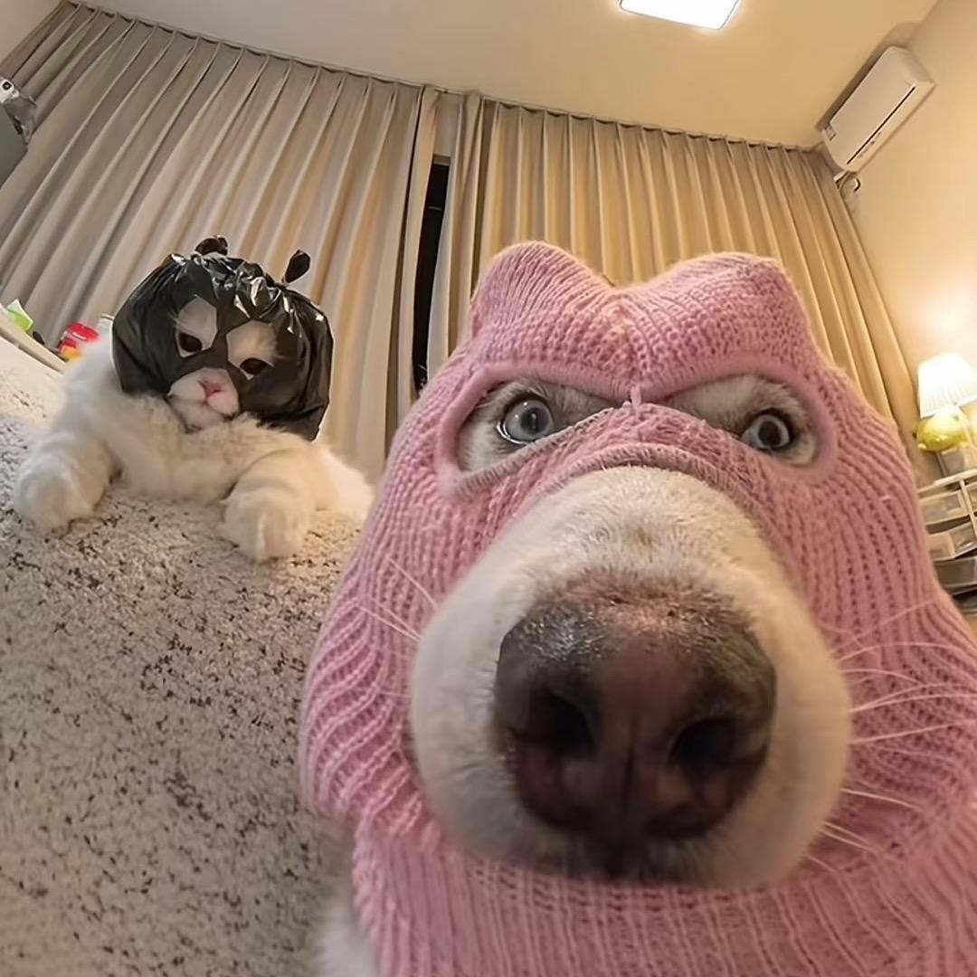 🐽