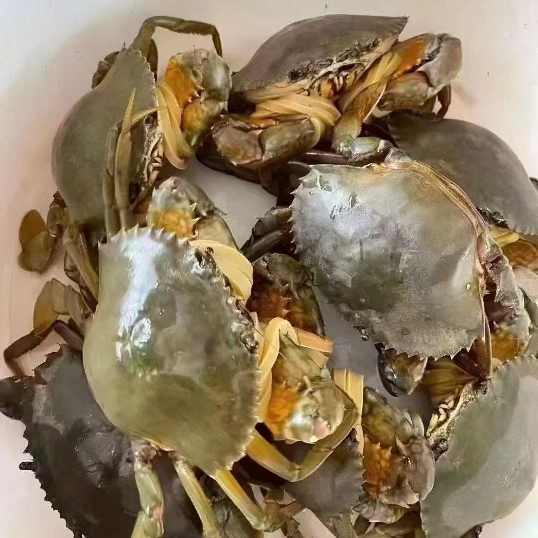 李小鲜螃蟹批发