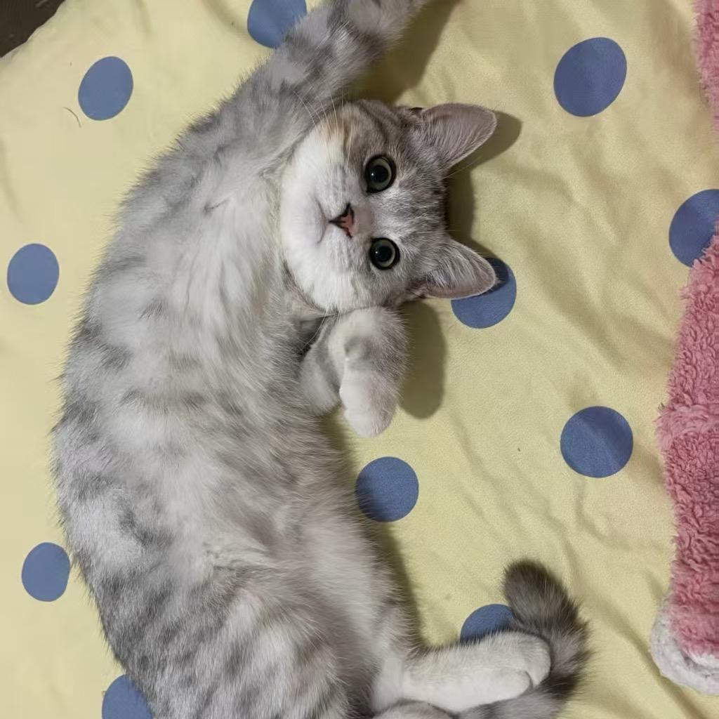 张鱼丸