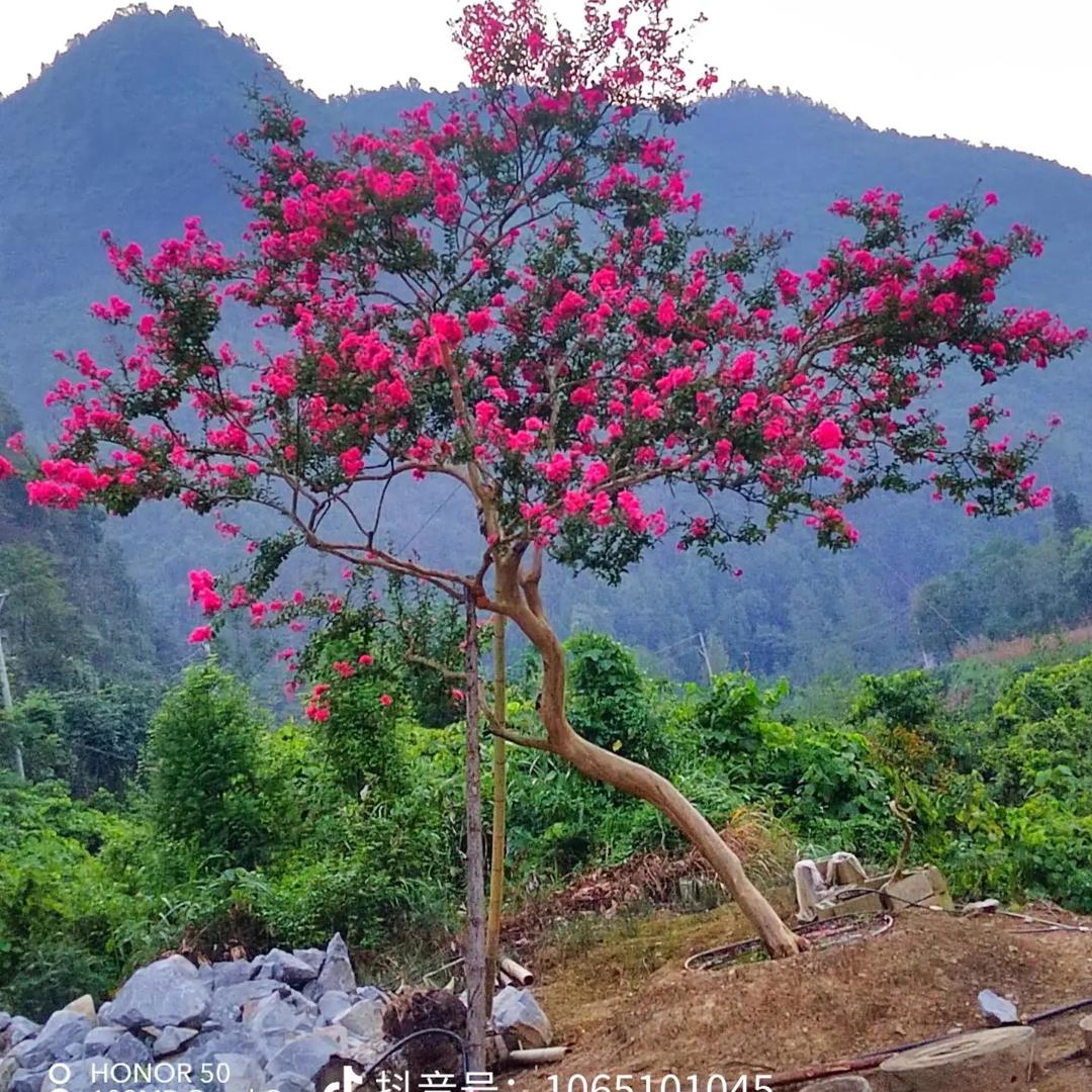 芳之香庭院景观树