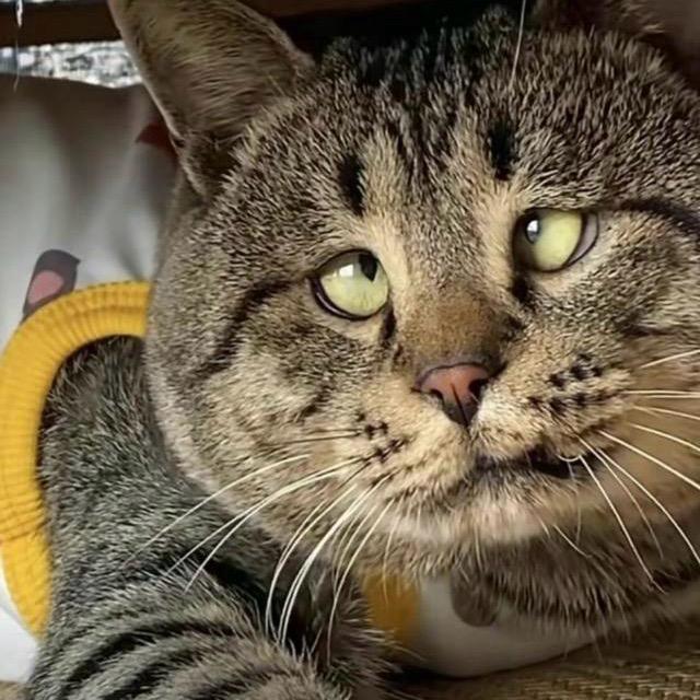 喵大爷🐯