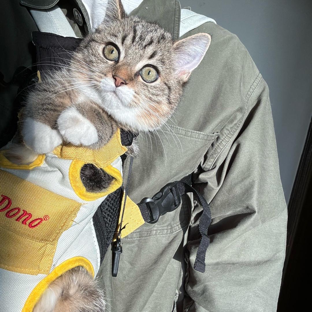 小新和他的猫