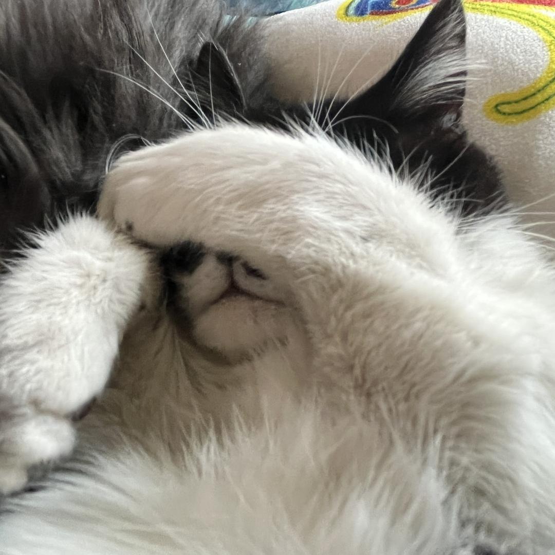 爱吃肉肉的小猪