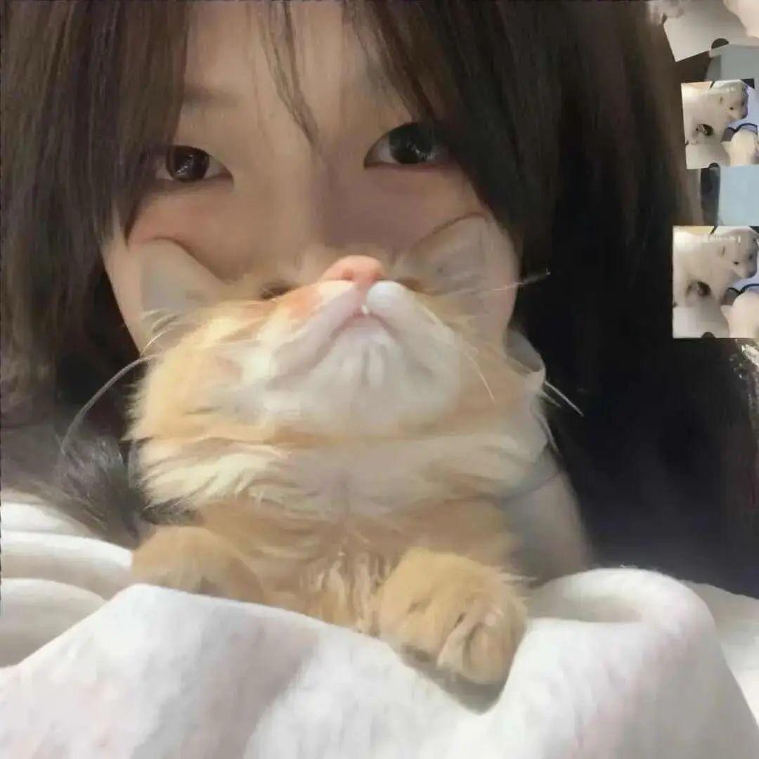 •︡ᯅ•︠梅狸猫
