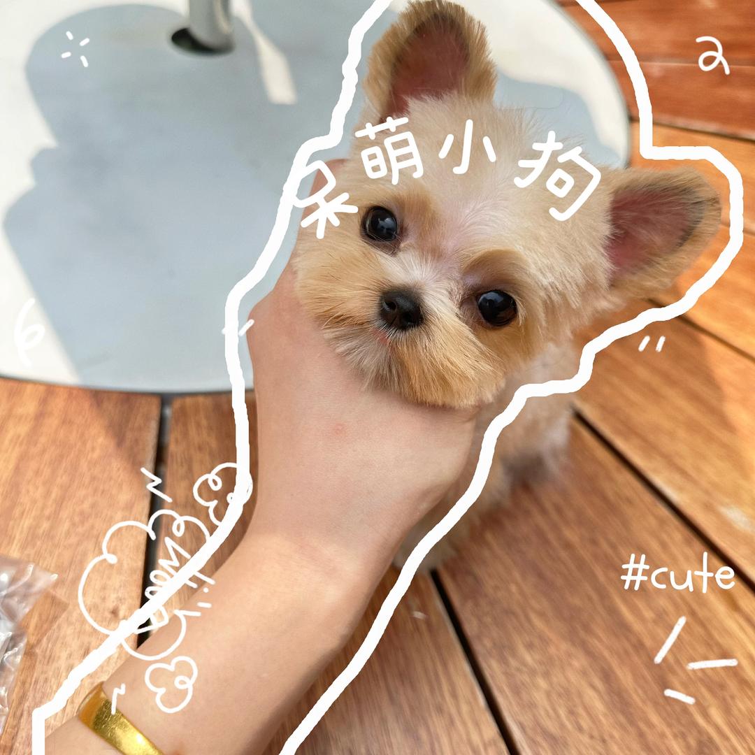 约克夏超模.🦕（侯大帅萌宠）