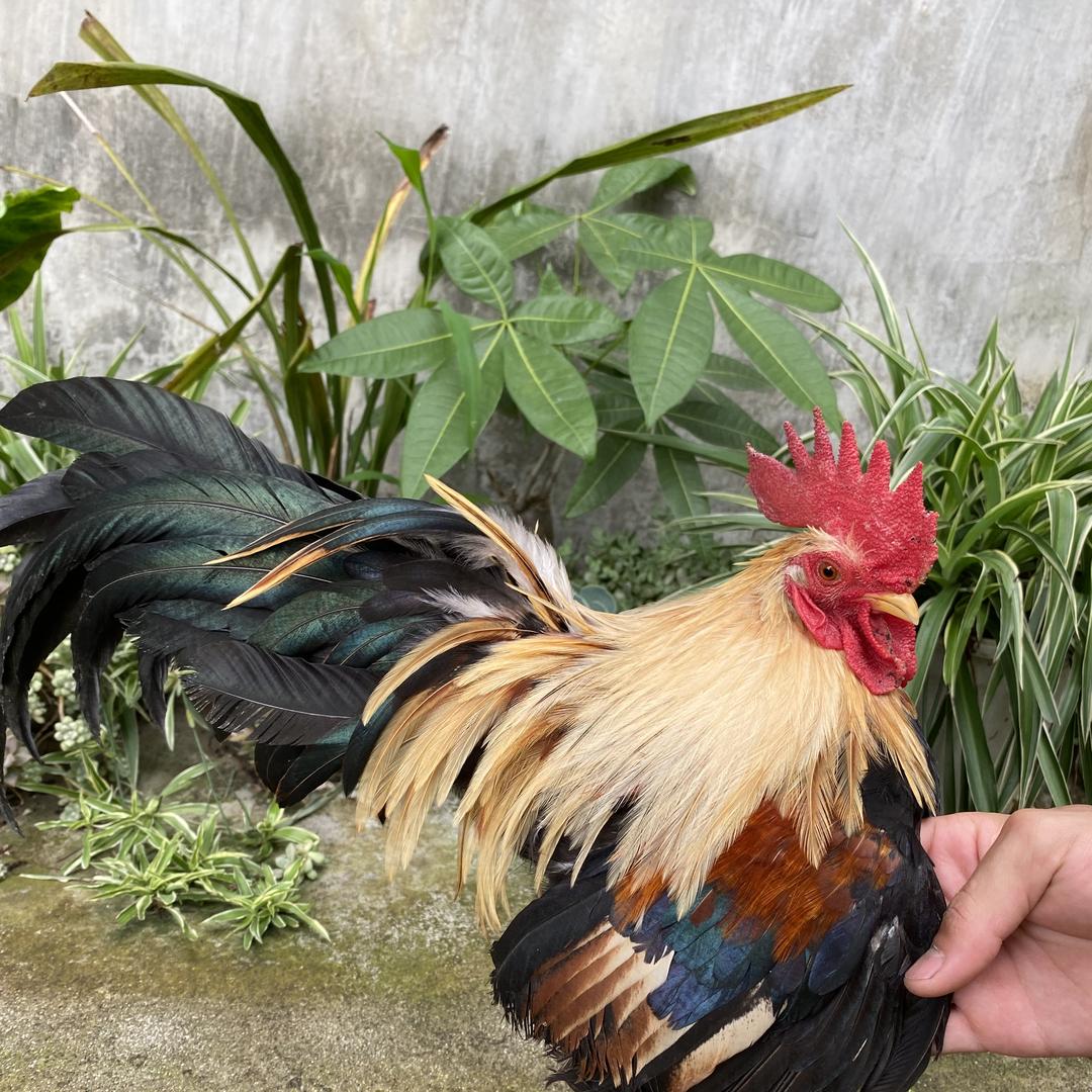 万宏养鸡场互联网禽品小铺