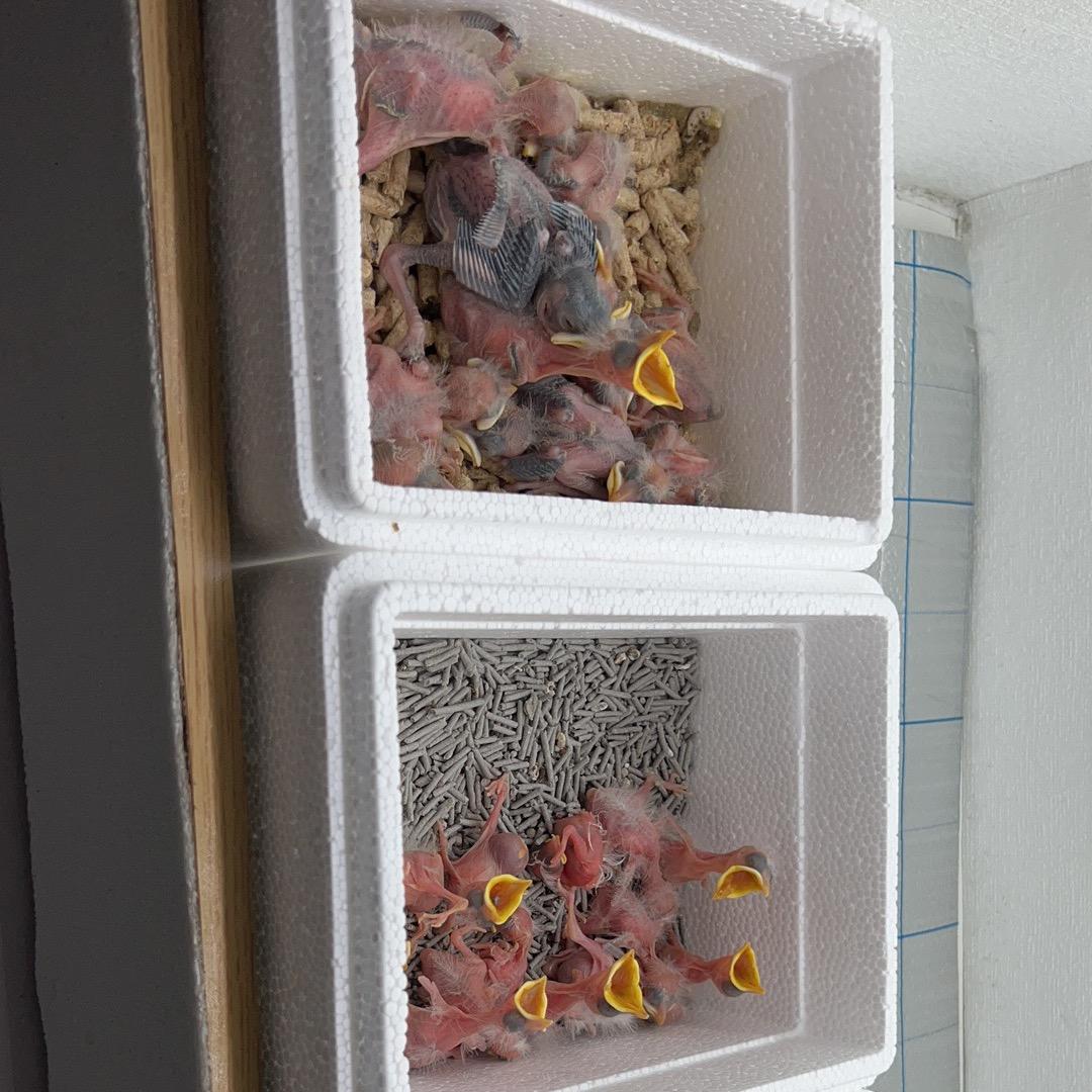 馨烁鹦鹉八哥养殖基地