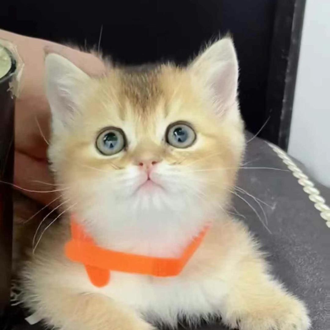 老张 宠物猫