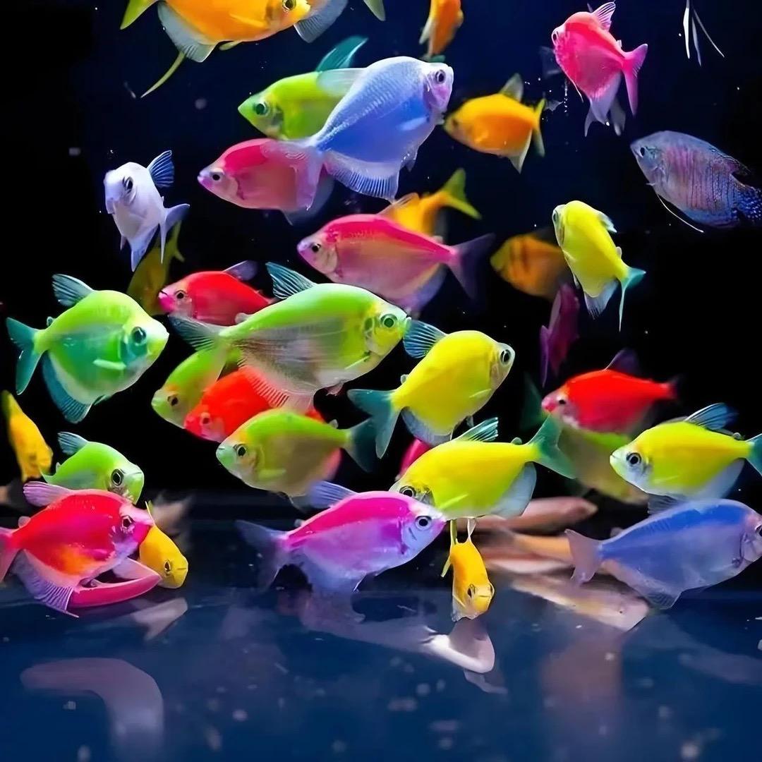 多彩天使鱼水族