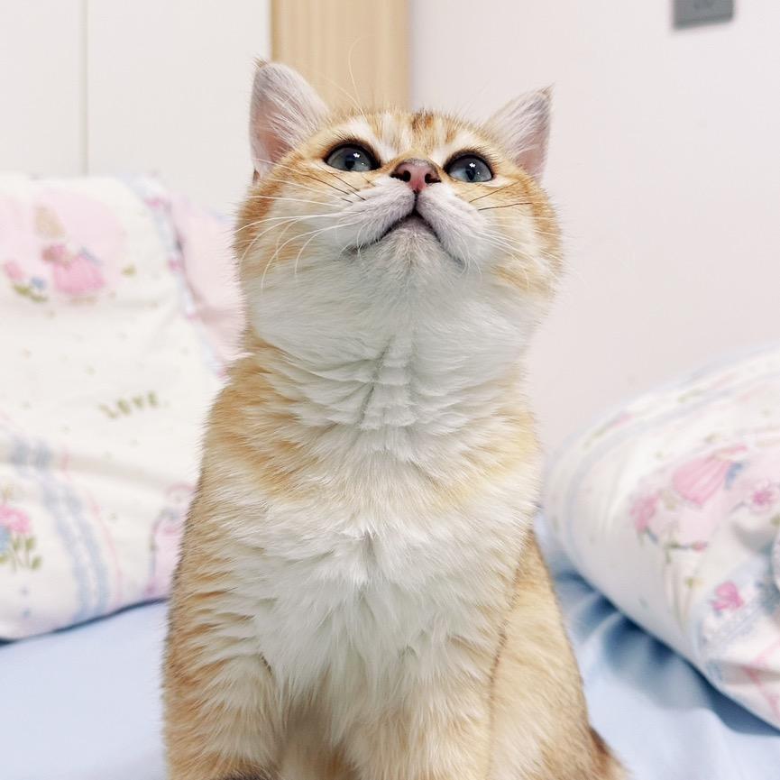 优优的幸福生活.🐈