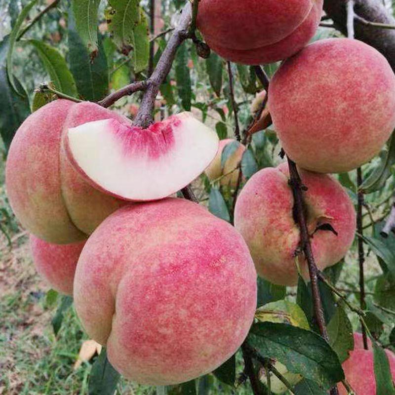 波云果树苗木专营店