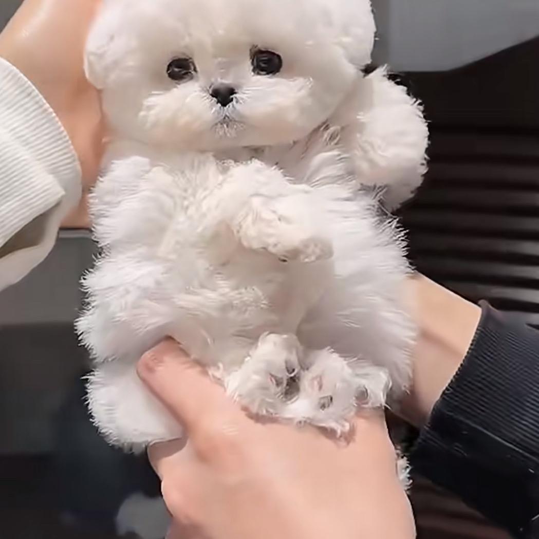 东尼宠物比熊韩系比熊