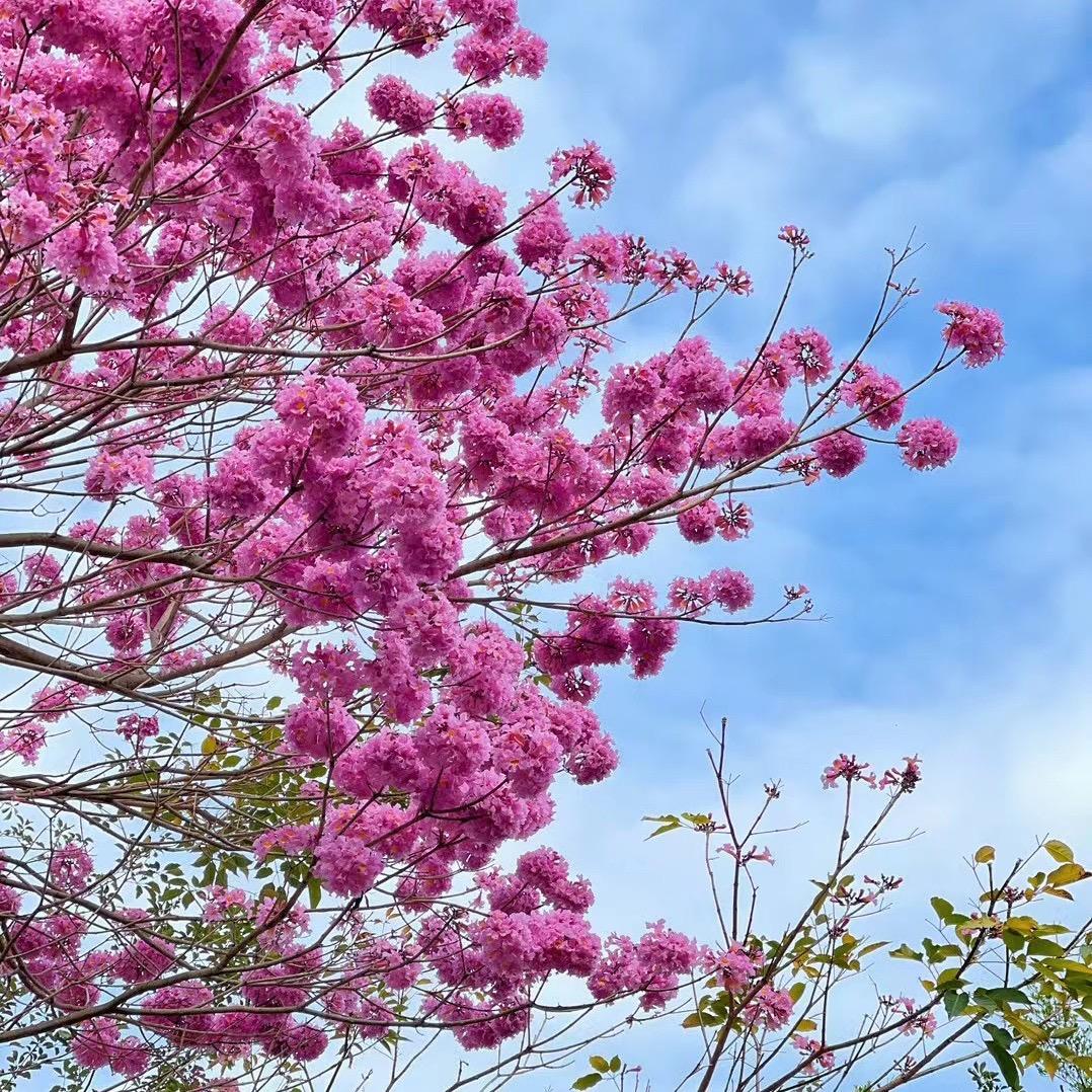 子非鱼🌴