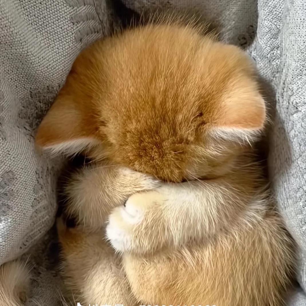 暴走小轩💢💤